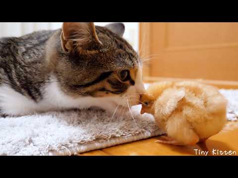 Cute kitten starting to take care of a chick...