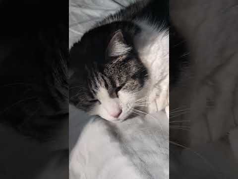 #viralcats #cat #bigboy #bigcat #funny #lionking