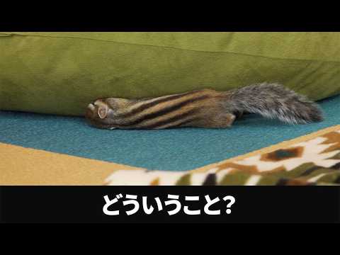 これが秋のシマリスです