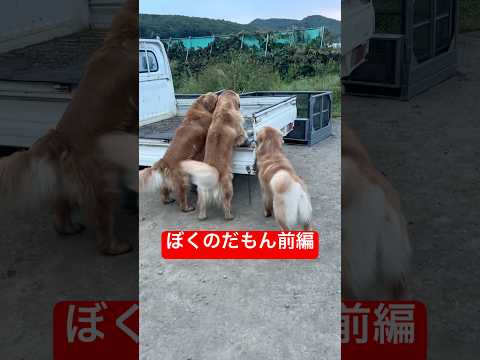 白熊兄さんのかわいい日常｜ゴールデンレトリバーの魅力と癒しの瞬間 サムネイル