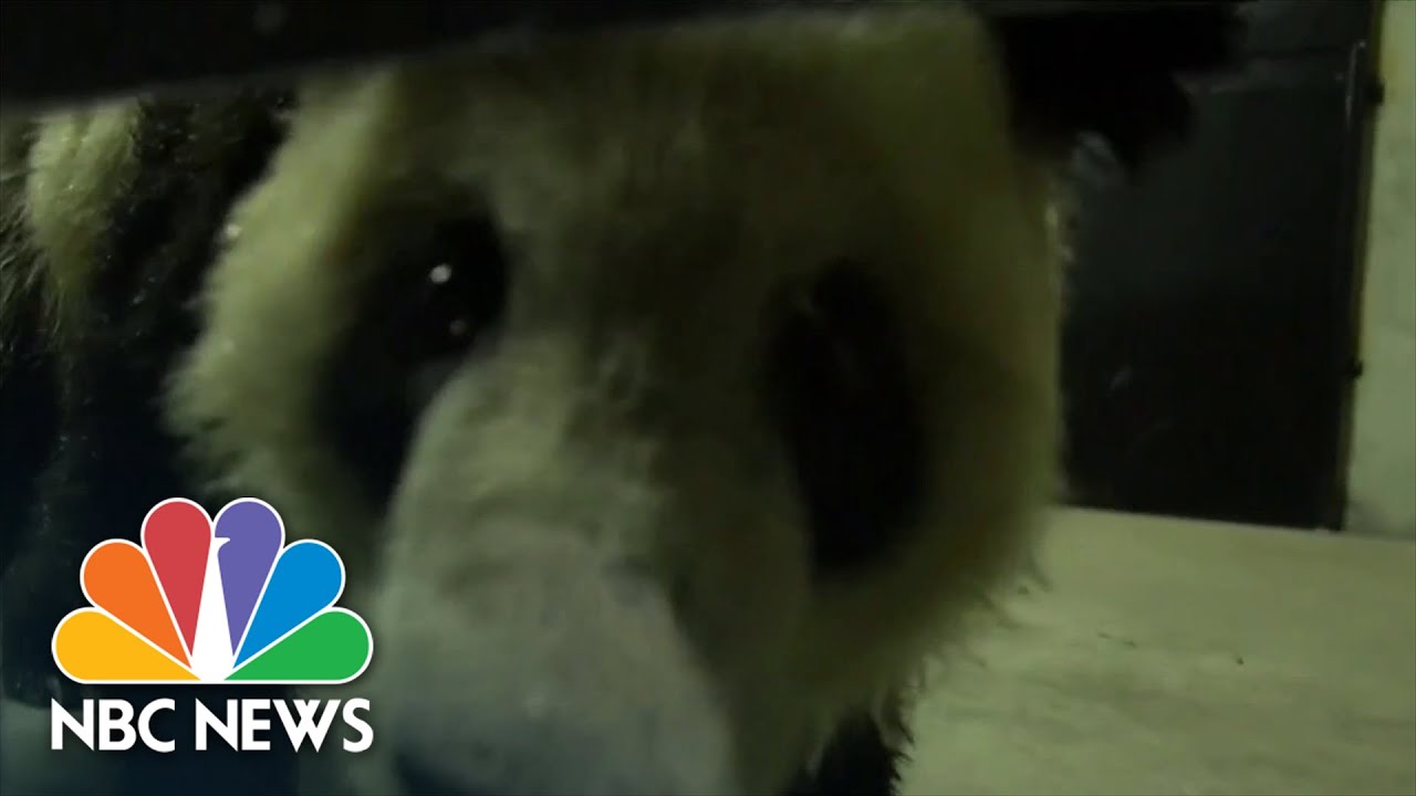 Giant panda Ya Ya returns to China from Memphis