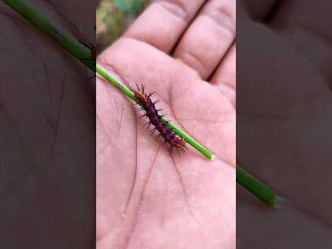 SUPER cute insects#anyuniqueanimals#animals #insects #bug #caterpillar#mantis#530