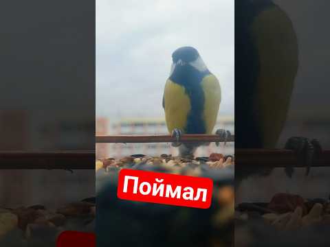 Новая кормушка для птиц на окно #птицы