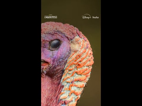 Why do turkeys have snoods? #Underdogs