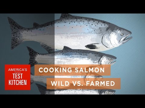 Science: How Wild Salmon Differs from Farmed Salmon and How to Cook Salmon to the Right Temperature - UCxAS_aK7sS2x_bqnlJHDSHw