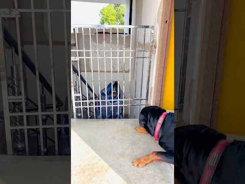 Pranking a rottwieler went wrong😱❎ #Rottweiler #DogPrank #FunnyDogs #RottweilerReaction #DogLovers