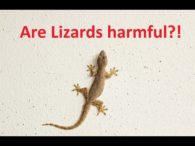 Are Lizards Dangerous?