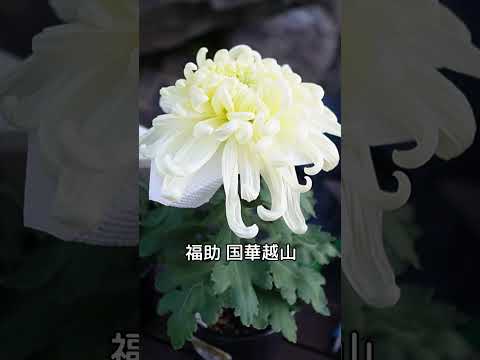 【満開目前🌸菊の今】『チェンソーマン レゼ篇』面白いよね🎬