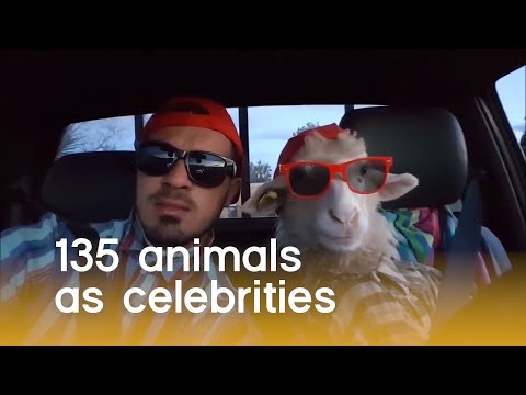 135 Animals As Celebrities (Animal Pet Puns) | The Pet Collective - UCPIvT-zcQl2H0vabdXJGcpg