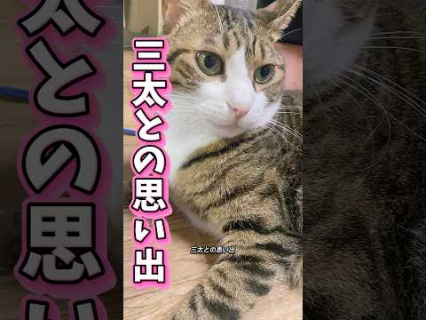 三太と球太の4歳誕生日祝福動画｜成長のかわいい瞬間をお届け サムネイル