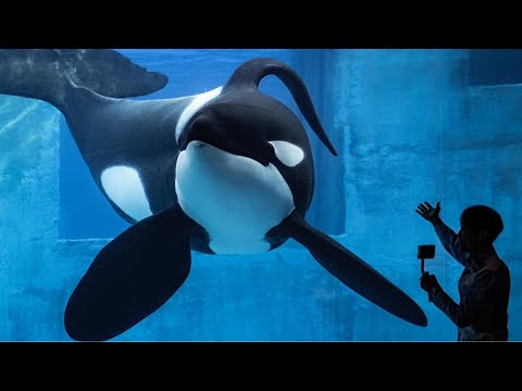 猫の動画サムネイル - 【週末おさかな部】ぬりえテーマ「名古屋港水族館のいきもの」🎨🐟vol.127