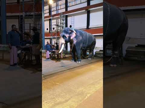 ആശാനേ രണ്ട് പട്ട കൂടിയും ഓർഡർ ചെയ്തേക്ക് 😱😱😱#shortsfeed #shorts #viral #viralshorts #shortvideo