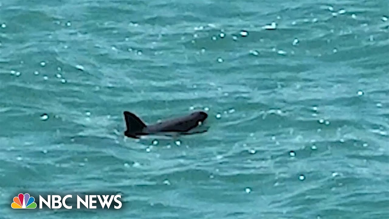 Mexico’s endangered vaquita porpoises are holding on in the Gulf of California