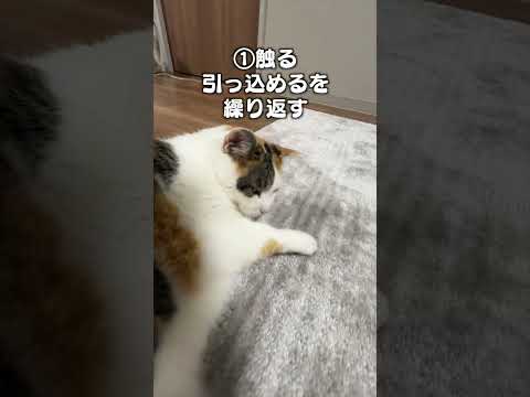 猫の動画サムネイル - 「猫についついやっちゃういたずら３選」猫あるあるソング