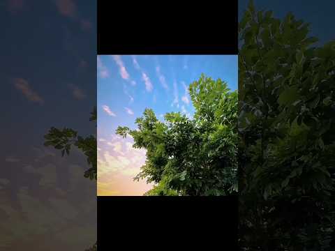 Humsafar🕊️💫 | Aesthetic Lyrics Status | Heart Touching Love Status #shorts #status #lyrics #love #yt