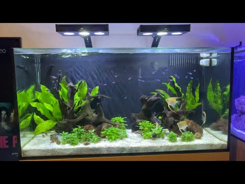 Angelfish 120l aquarium update Since the last video on this tank it’s gone through a little rescape and plant rehaul but it’s l