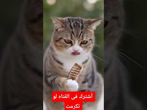 القطه تجهز العشاء