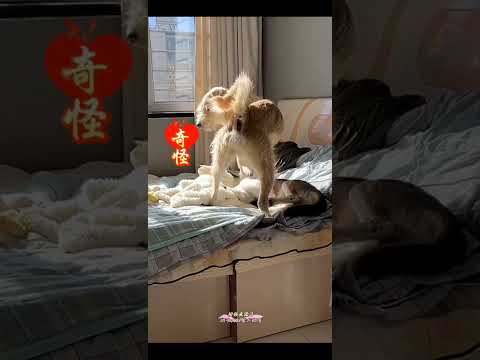 The Dog King's aura was fully open, and Hei Lao Si froze in place and dared not move. #kingcharles