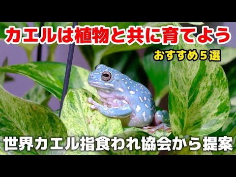 “育てる楽しさ”が倍になる。カエルと植物の組み合わせ