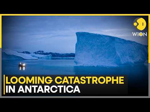 Antarctica Krill Crisis: Whales, Penguins at Risk as Record Catches Threaten Ecosystem | WION