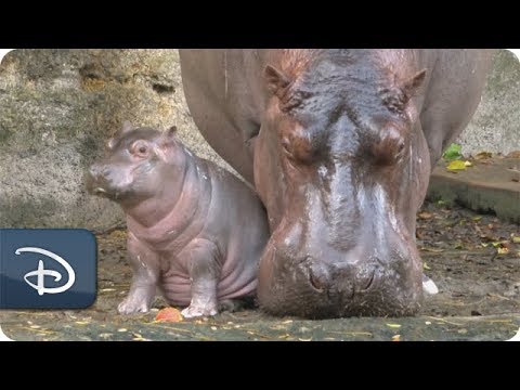 Introducing Augustus, a Male Baby Hippo, at Disney’s Animal Kingdom - UC1xwwLwm6WSMbUn_Tp597hQ