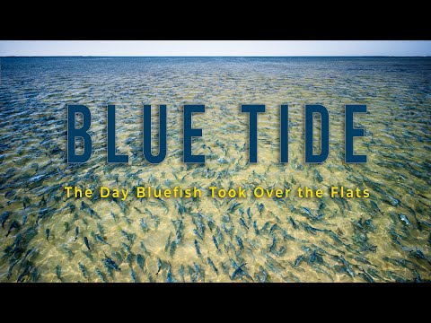 Blue tide - the day bluefish took over the flats - long island, new york video thumbnail