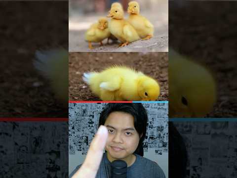 Mana Bebek yang Ai?🐤