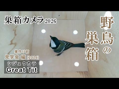 シジュウカラの巣箱 ライブカメラ(巣箱カメラ)|野鳥観察 Japanese Tit / Great Tit Nest Box Live from Japan 2026/04/09