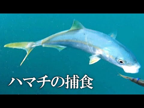 ハマチの捕食   釣り イカの赤ちゃん 水中映像