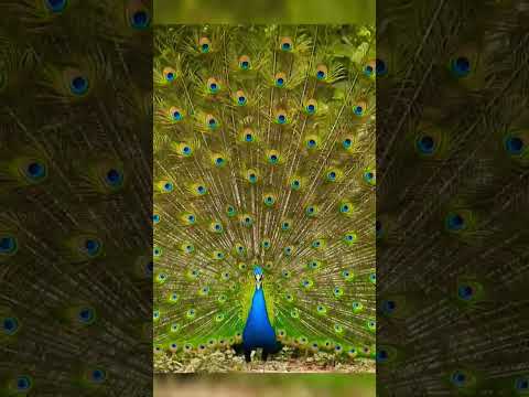 peacock sounds short;🦚 #peacockcall#peacocking #peacocksound #nature#animals#birds#shorts
