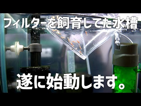 フィルターしかなかったあの最強水槽がようやく始動。#710【アクアリウム】