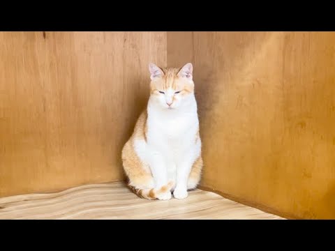 なぜか隅っこで落ち込んでいる猫