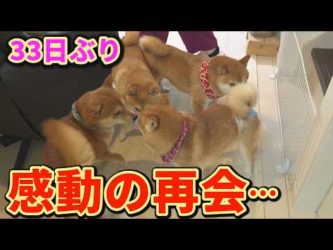 柴犬が家族と離れるときに感じる悲しみと癒やしの瞬間 サムネイル