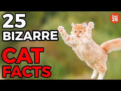 25 BIZARRE Cat Facts You Need To Know - UCWqJpFqlX59OML324QIByZA