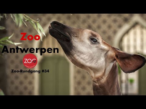 Zoo Antwerpen 2024 | Zoo-Rundgang #34