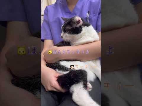 ちょっと先生、ちゃんと見ておいてよ。恥ずかしいじゃない。な、猫れいちゃん。 #cat #猫のいる暮らし #稲垣先生の愛猫れいちゃんです #shorts