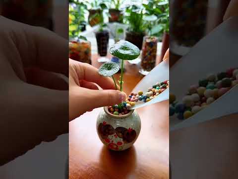 Garden flowers plants grass flowers in cup so beautiful #diy #plants #flowers #garden #2025