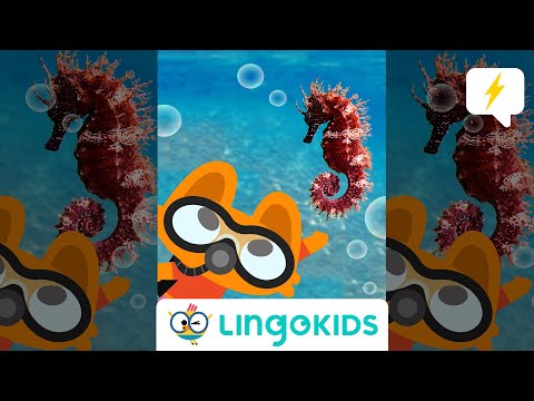 Let’s go UNDER THE SEA with the #Lingokids NEW SONG!