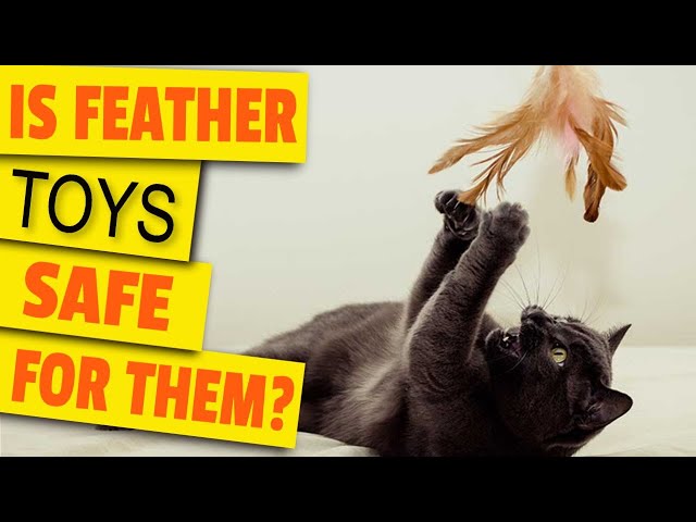 cat eating feathers