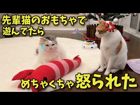 先輩猫の大切なオモチャを勝手に使ったらめちゃめちゃブチ切れられた【関西弁でしゃべる猫】【猫アテレコ】