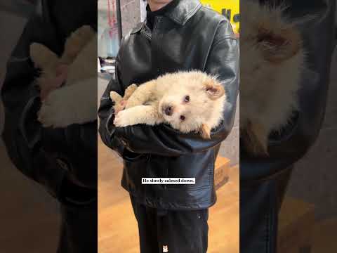 Щенок не подпускал к себе людей, но добрый парень спас его и стал настоящей семьей