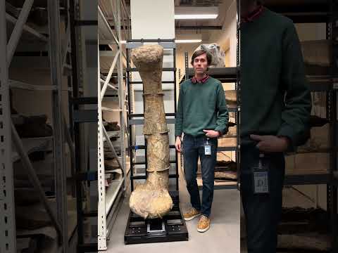 Visit the Museum's Big Bone Room! #fossilfriday