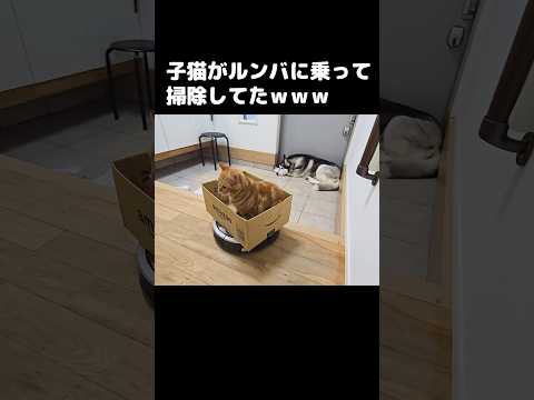 子猫がルンバに乗って掃除してた...笑#shorts