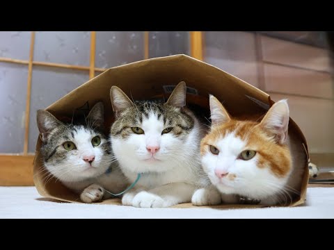 猫の動画サムネイル - 紙袋と猫たち　Paper bag and cat　250713