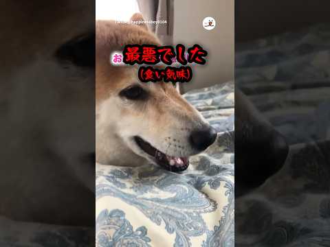 猫の動画サムネイル - お風呂嫌いの犬にヒーローインタビュー｜PECO
