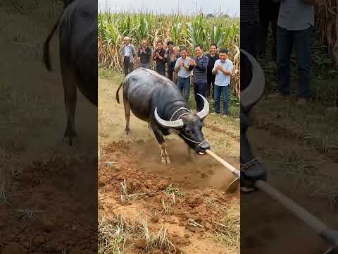 एक भैंस ने एक एकड़ को खोद डाला, वह भी अपने हाथों से।