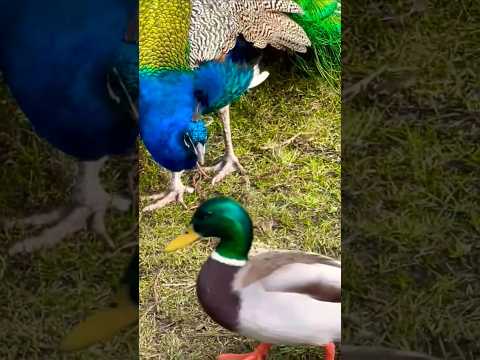 peacock 🦚 #peacock #beautiful #nature #peafowl #mor #peacockdance #animals #birdcall #shorts