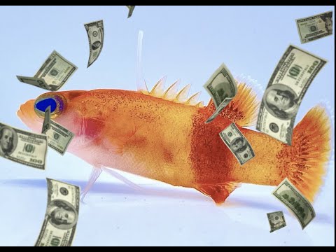 The world's most expensive fish... #shorts #fish # 