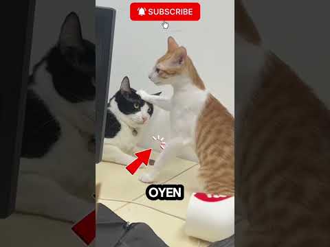 dokter oyen #shortvideo #short #kucing #cat #kucinglucu #oyen