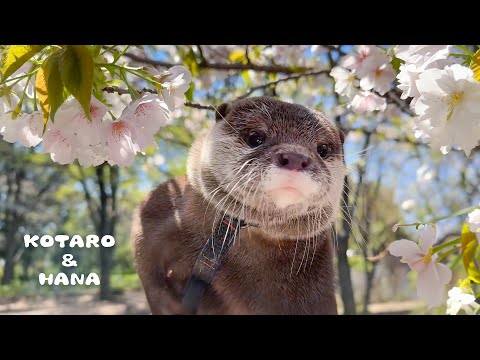 お花見してたら注目されてスター気取りになるカワウソ　Otters Look at Cherry Blossoms in the Park and Get MOBBED by Fans